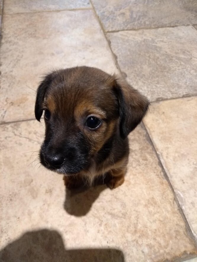 Dachshund X Jack Russell Pups Jack A Weenies 350 1 Left