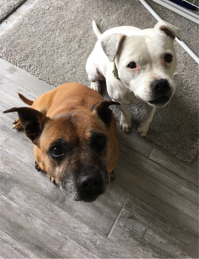 X2 STAFFIES FOR REHOMING in SouthendonSea, Essex Gumtree