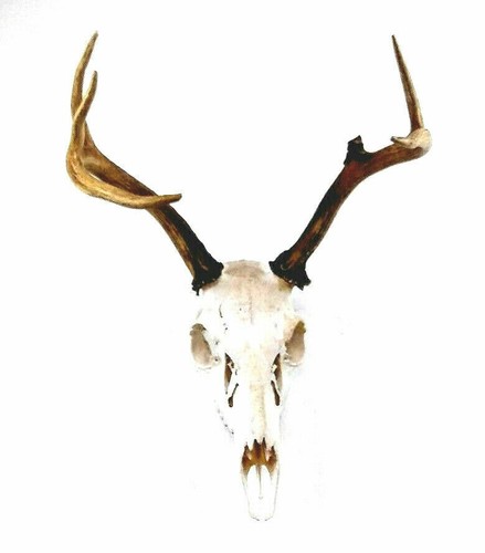 Antler Caribou Antlers – Medieval Fur