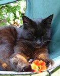 poppycats
