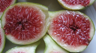 JH Adriatic Fig Tree Cuttings