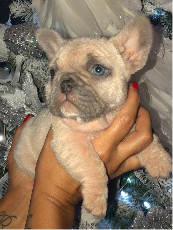 Frenchie Babys In Wirral Merseyside Gumtree