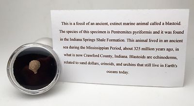 Blastoid Specimen NICE Fossil Sea Life Echinoderm Mineral INDIANA w/ ID card