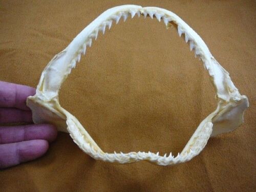 (SJ440-50) 7" wide Spottail SHARK jaw sharks jaws t**th sorrah dentition