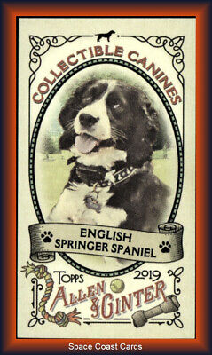 2019 Topps Allen & Ginter Mini Collectible Canine #CC12 English Springer Spaniel