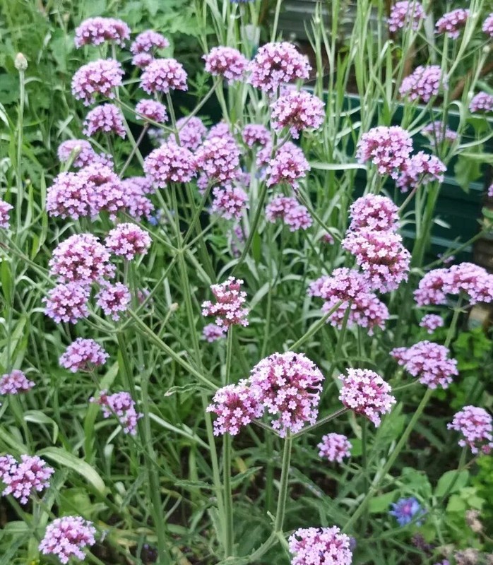 Argentinisches Eisenkraut 500 Samen Verbene Verbena Bonariensis Patagonisches 