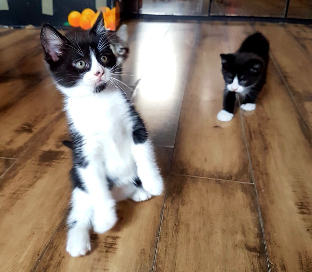 Adorable Chubby Male Kitten for sale in Northfleet, Kent Gumtree