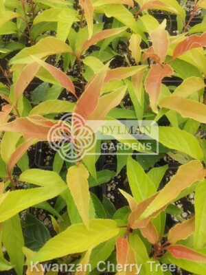 Kwanzan Cherry Tree - Prunus serrulata 'Kwanzan' - Live Plant 3 to 4 inches