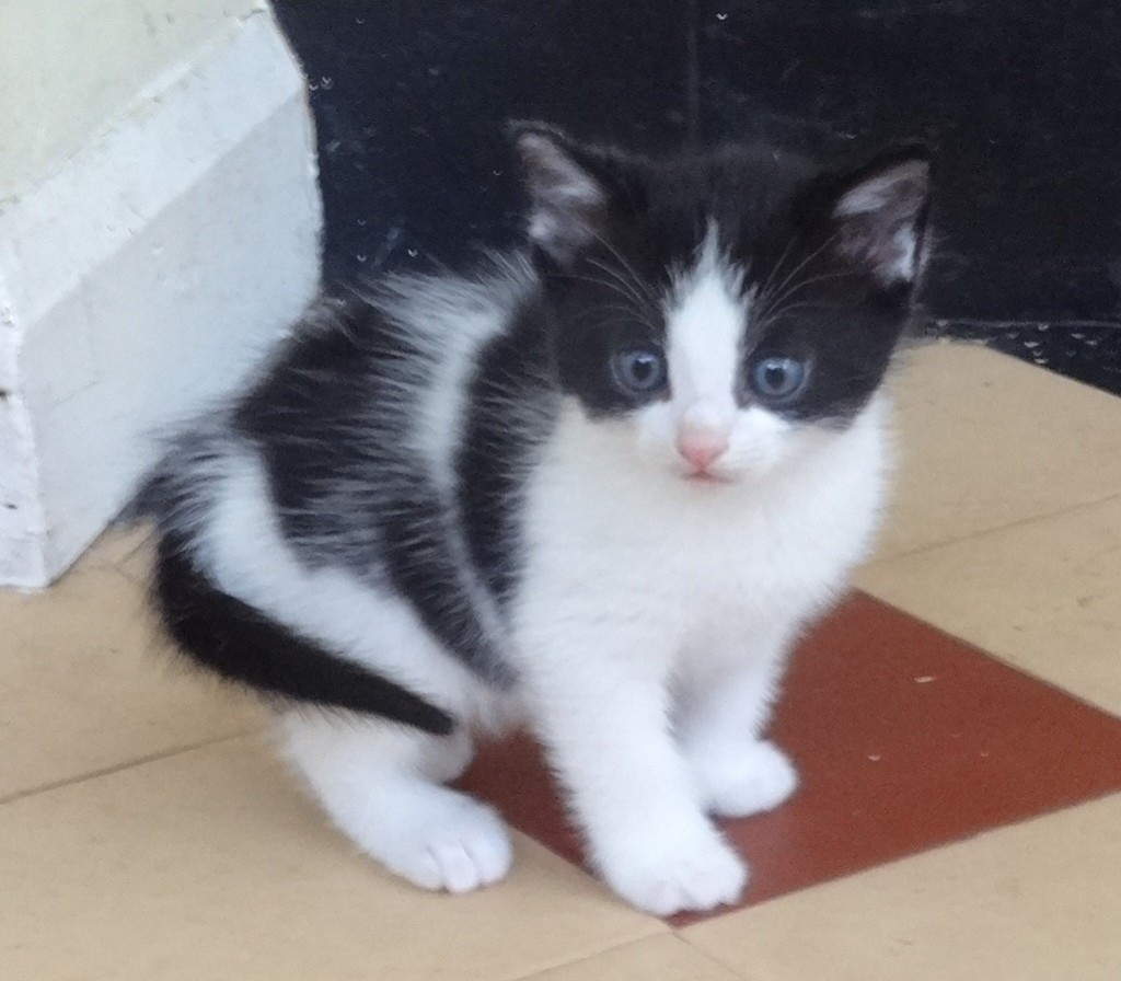 Very rare! Stunning Polydactyl kittens for sale in Newton Abbot