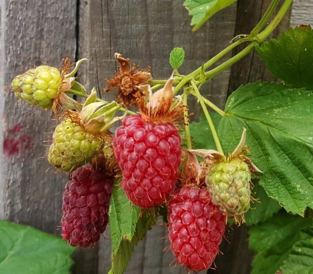Thorny TAYBERRY (raspberry & blackberry hybrid) 1 plant fruiting with 2