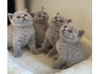 British short hair Full Lilac kittens 