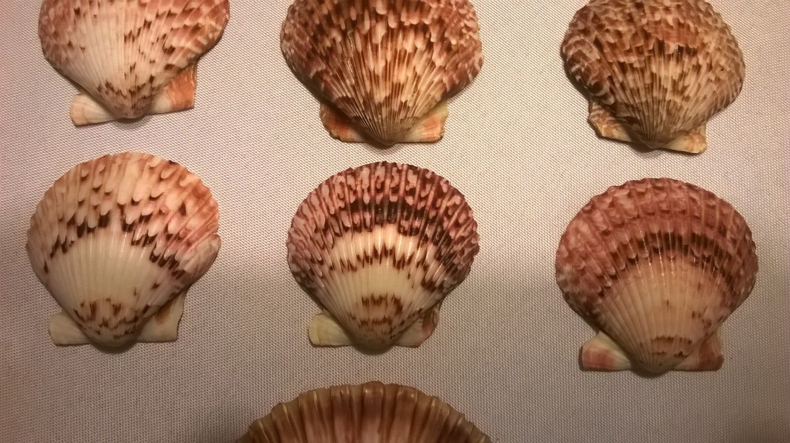 Lot of 7 Pink/Purple Oyster Seashells - 2