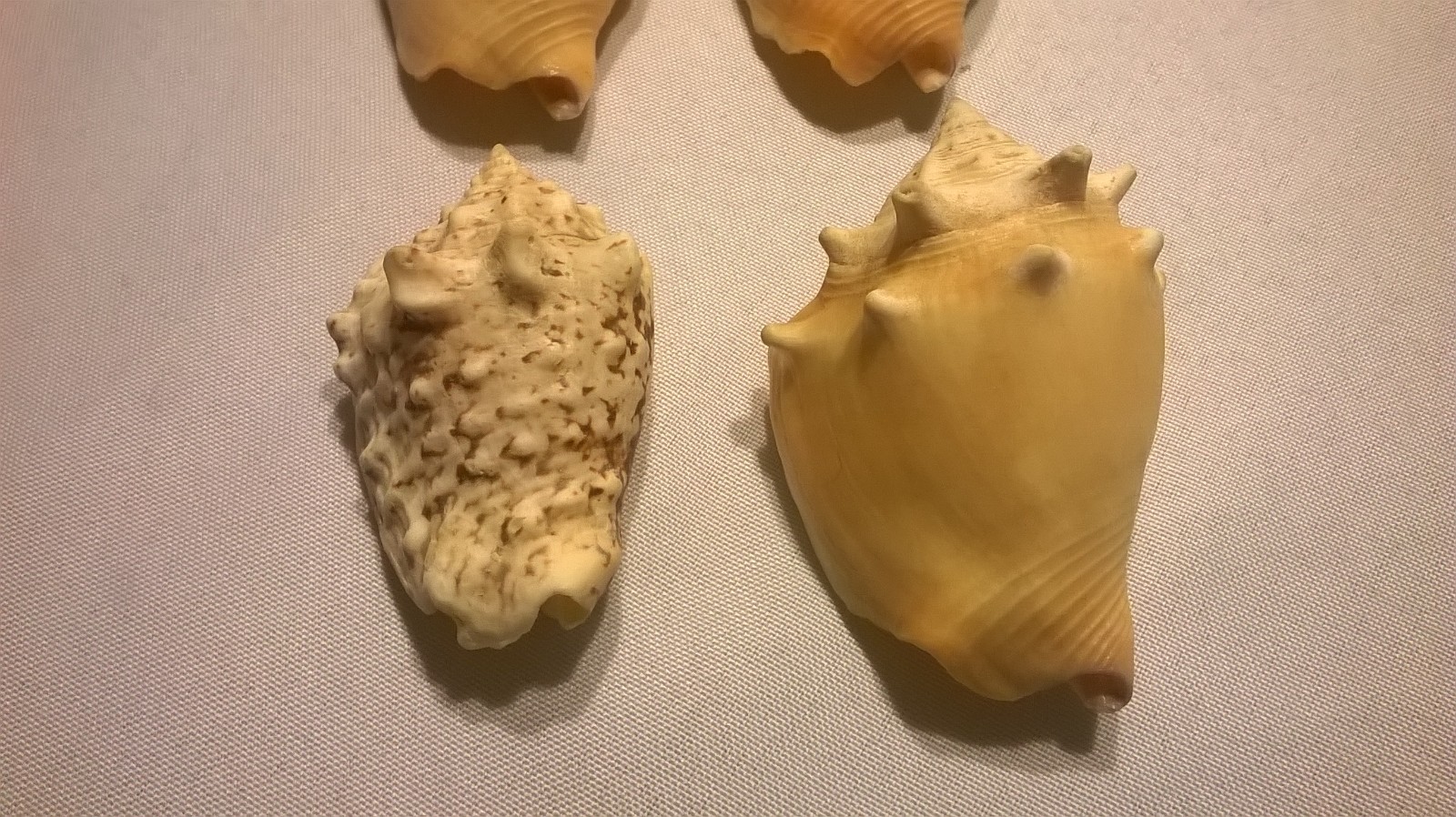 4 Conk Seashells - 2 3/4