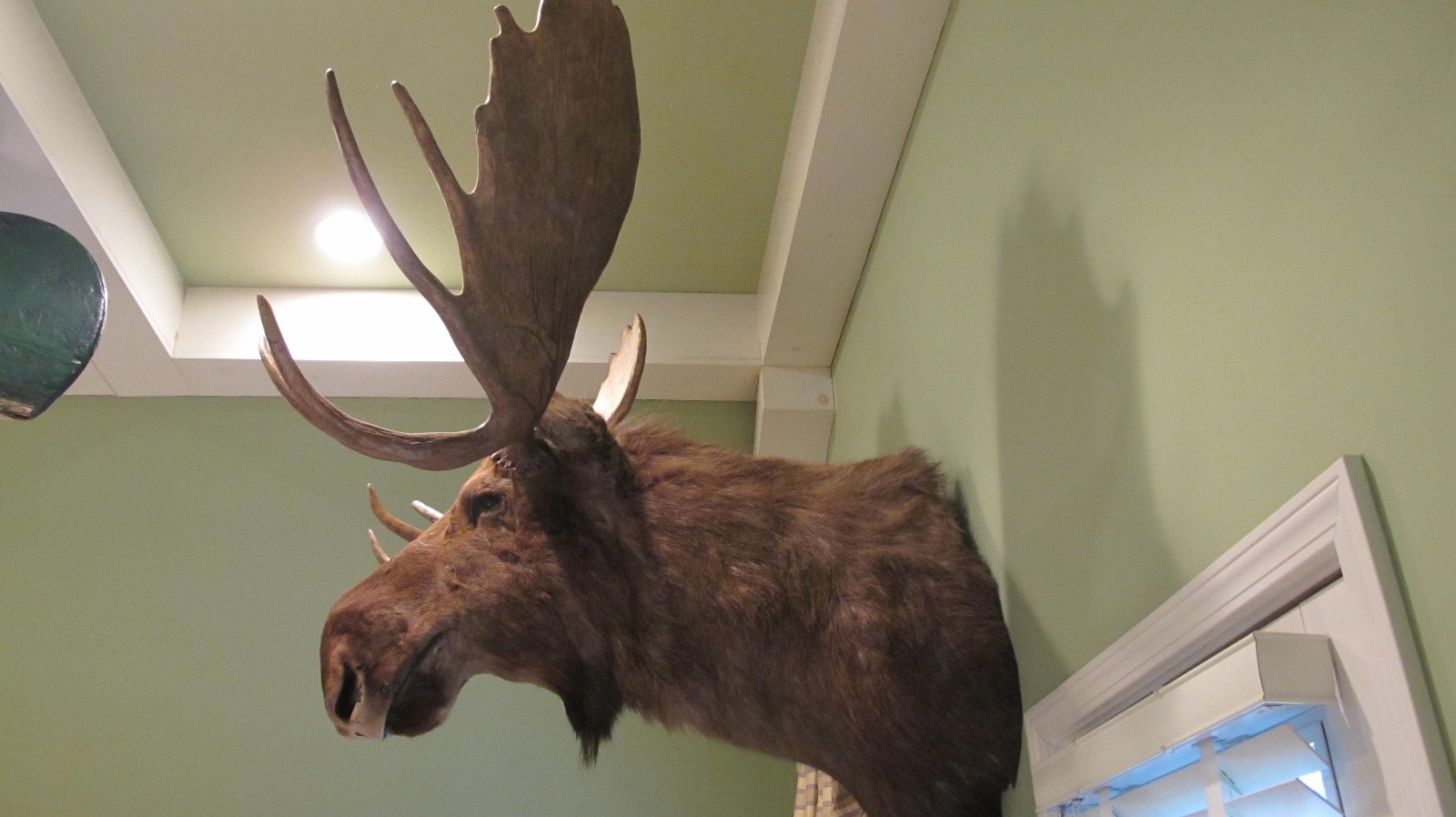 HUGE TROPHY CANADIAN BULL MOOSE