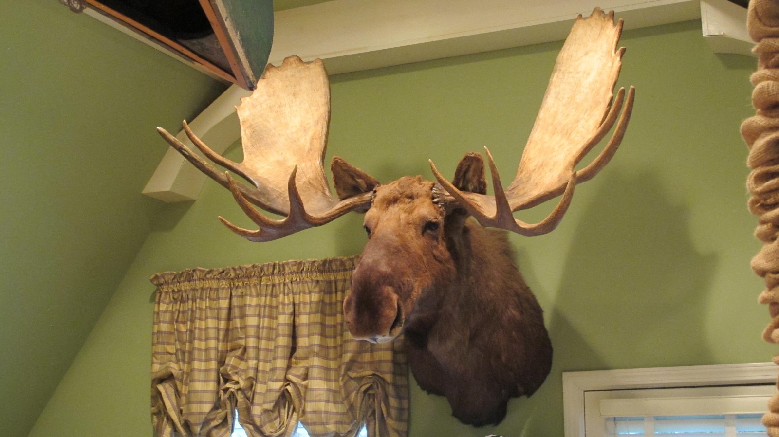 HUGE TROPHY CANADIAN BULL MOOSE