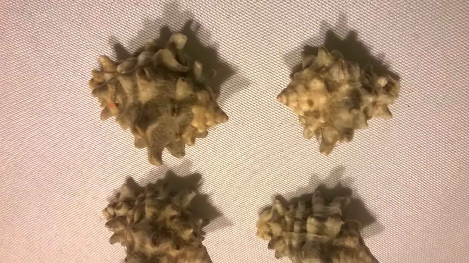 Spikey Sea Shells Lot of 6 - 1 1/2
