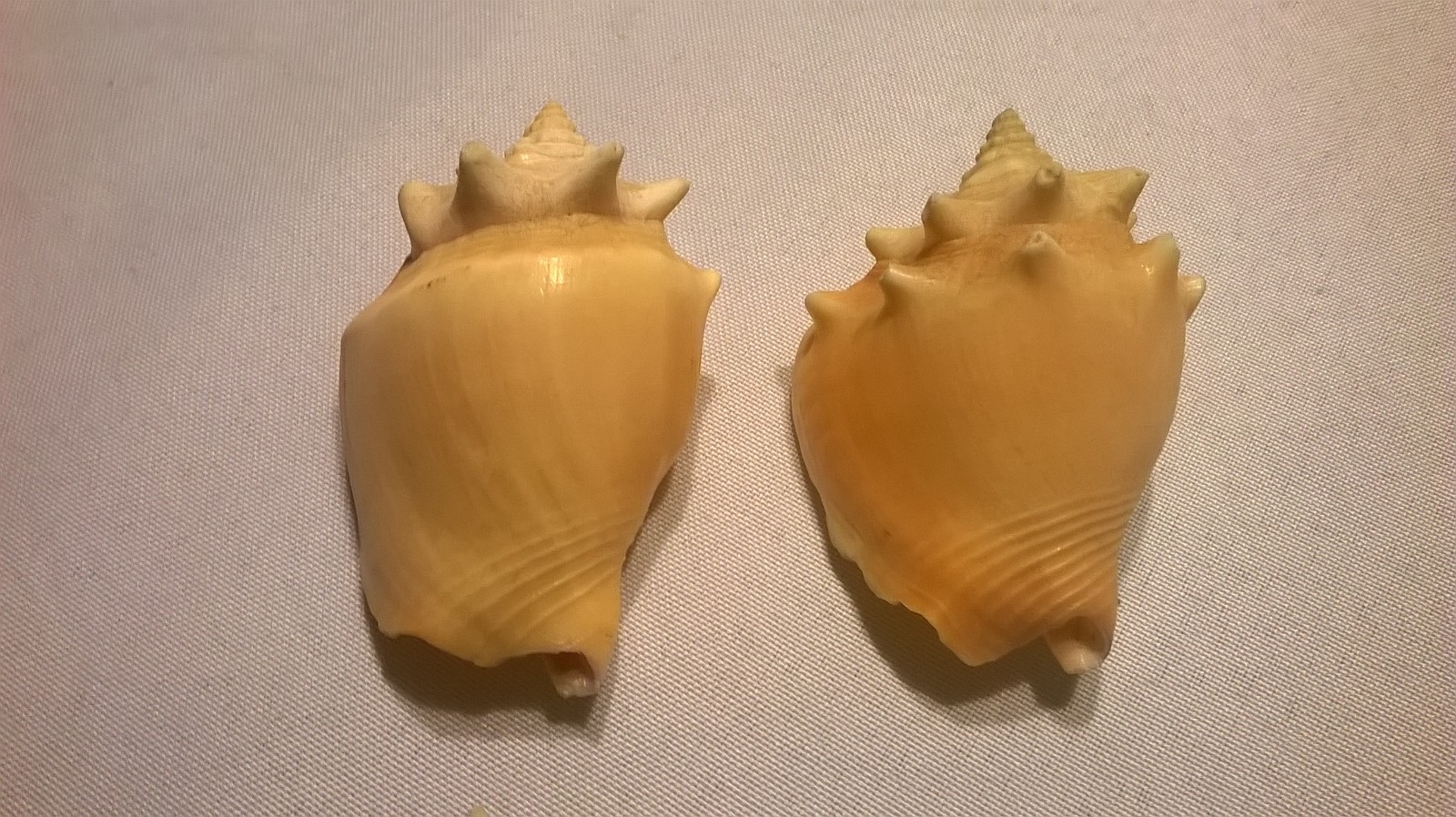 4 Conk Seashells - 2 3/4