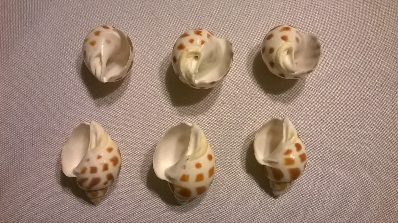 Leopard Hermit Crab Sea Shells Lot of 6 - 1 1/4