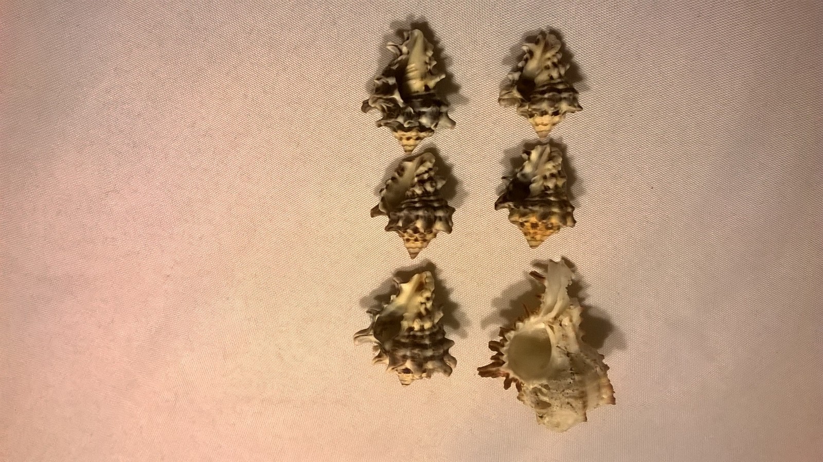 Spikey Sea Shells Lot of 6 - 1 1/2