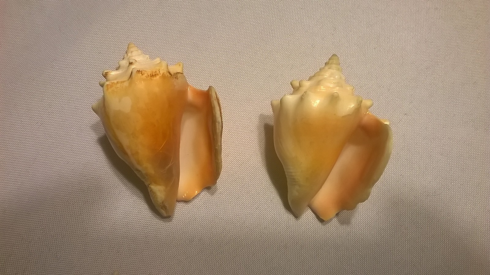 4 Conk Seashells - 2 3/4