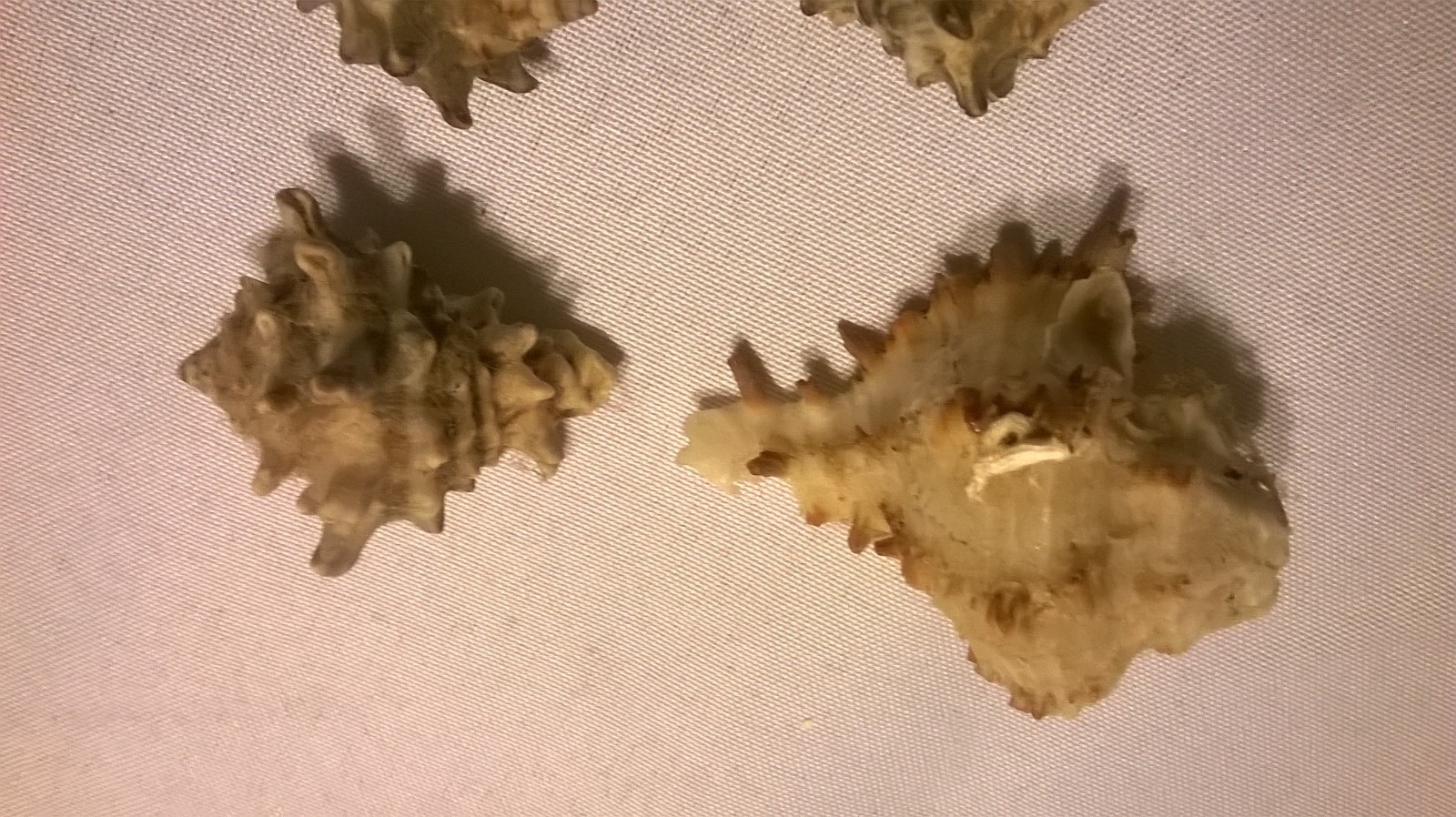 Spikey Sea Shells Lot of 6 - 1 1/2