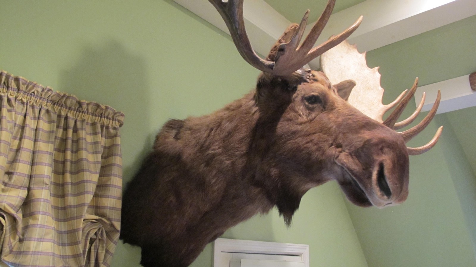 HUGE TROPHY CANADIAN BULL MOOSE