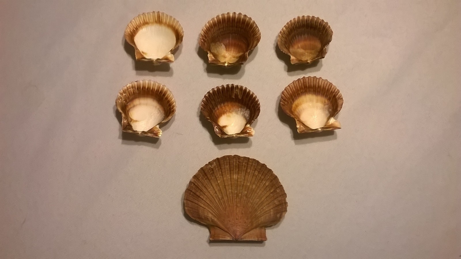 Lot of 7 Pink/Purple Oyster Seashells - 2