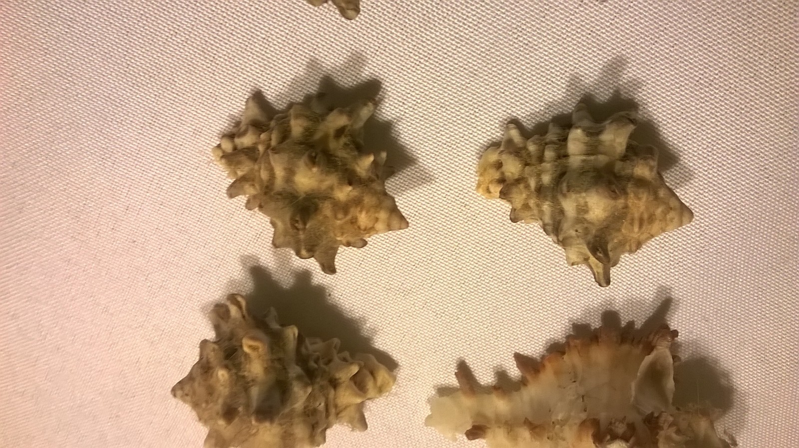 Spikey Sea Shells Lot of 6 - 1 1/2