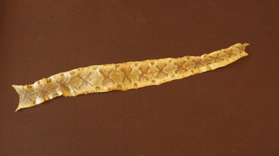 Copperhead Snake Skin for sale | Only 2 left at -70%