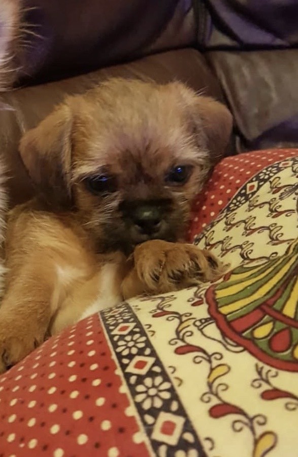 1 Shih Tzu Jorkie Cross Girl Remaining In Luton Bedfordshire Gumtree