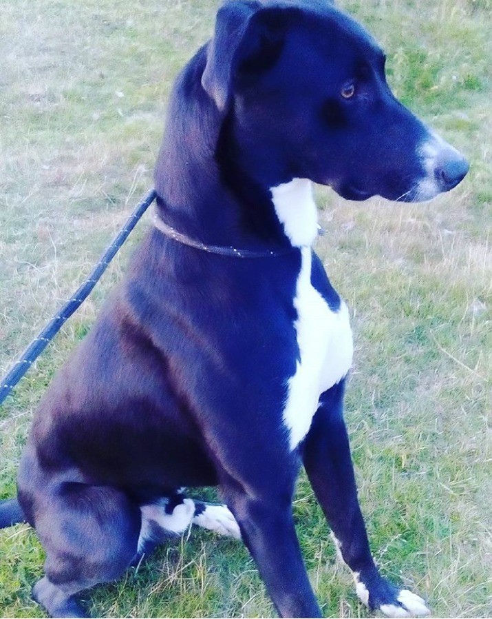 Lurcher Dog For Sale | in Bishop Auckland, County Durham ...