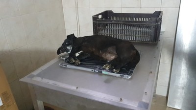 Fotos del artículo de un comprador verificado