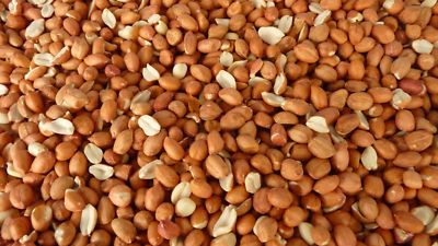 Wild Bird Whole Peanuts - Aflatoxin Tested, Premium Grade Seed Food Bulk Kg G