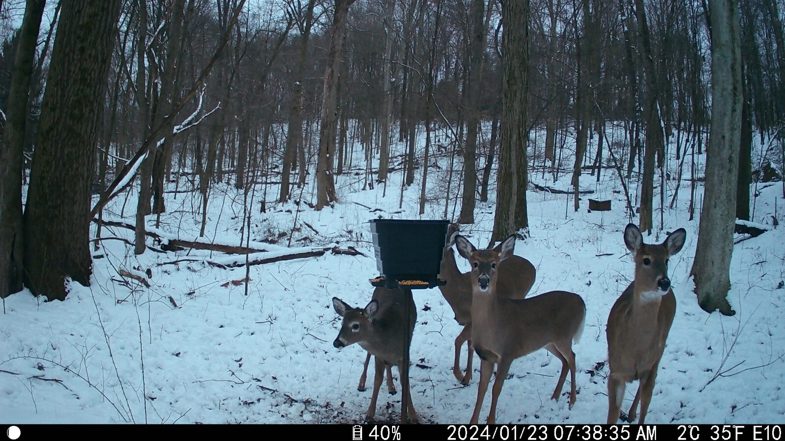 Deer feeder