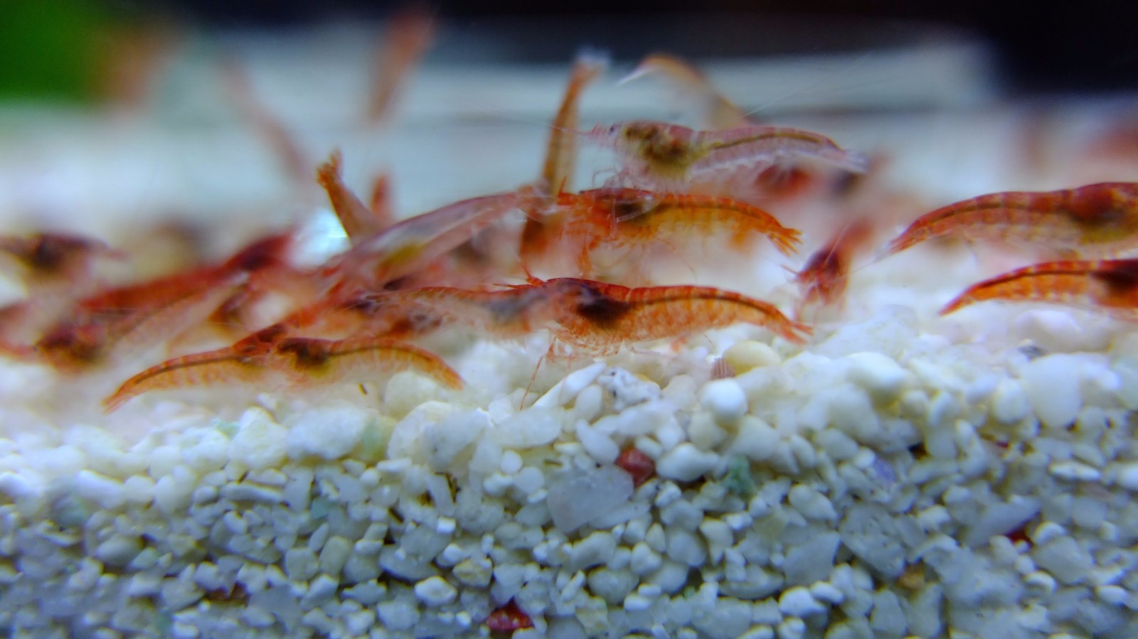 30+ Hawaii Shrimp (Opae Ula) - USA Breeder - live 20+ (BRIGHT RED COLOR) Micro