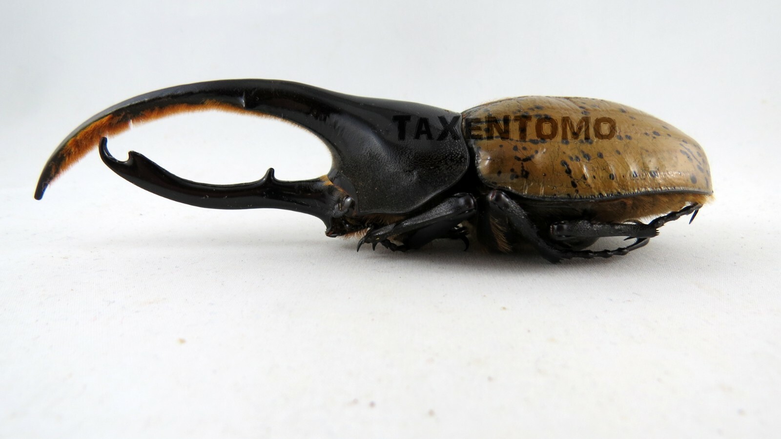 Hercules beetleです。④ Buy Eastern Hercules Beetle - Exotic Insects for Sale | James