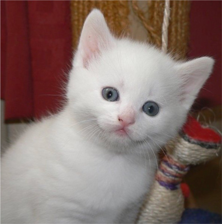 Ragdoll kitten in Luton, Bedfordshire Gumtree