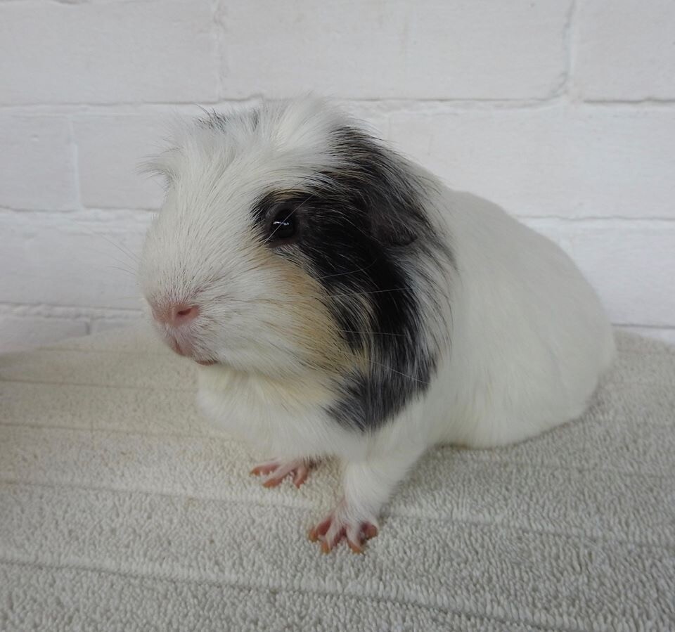 Male guinea pig in Eastleigh, Hampshire Gumtree