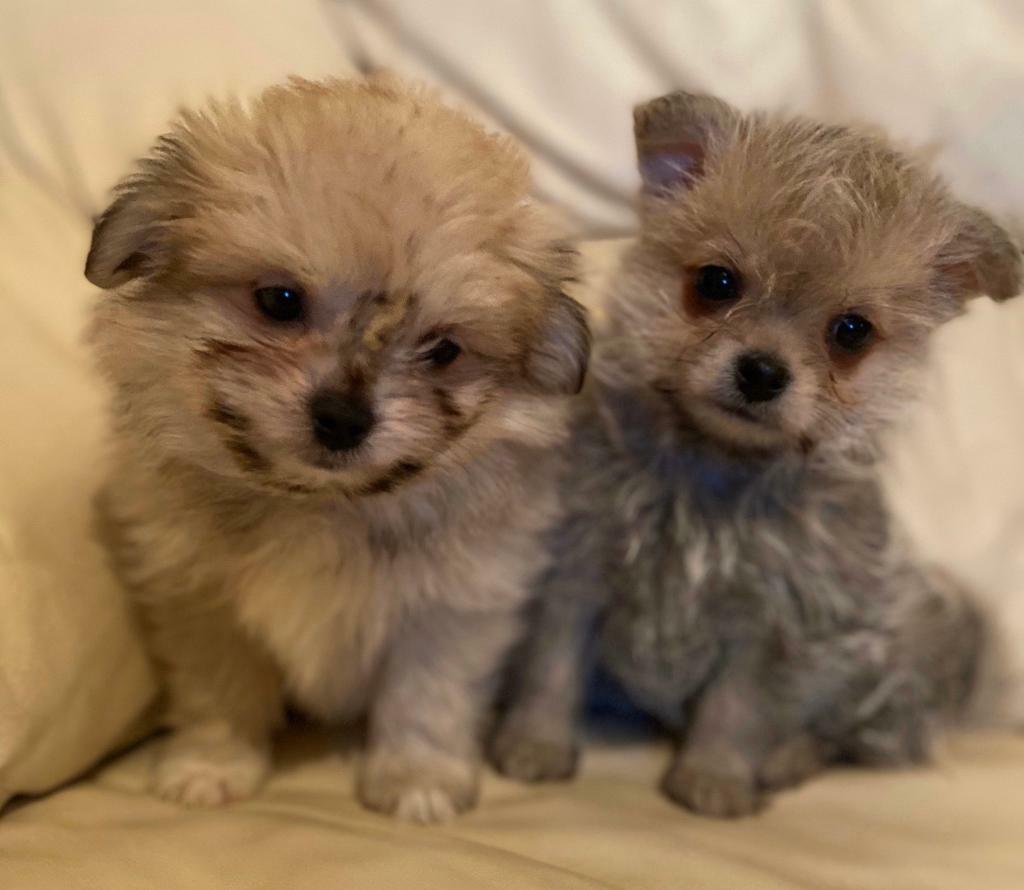 Little Pomchi Puppies in Southampton, Hampshire Gumtree