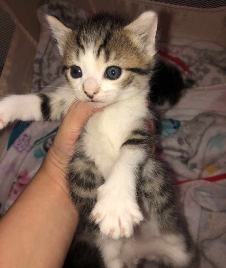 Girl kitten for sale in Glasgow Gumtree