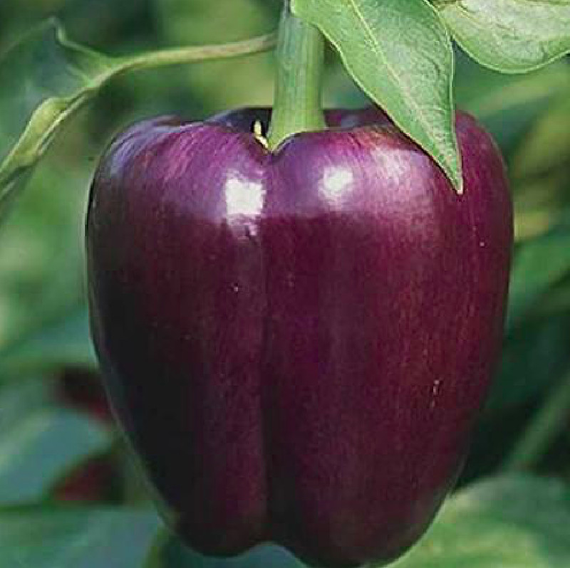 Lila Paprika Samen Paprikasamen 