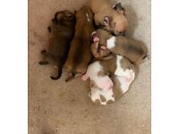 Bullmastiff puppies for sale boys and girls 