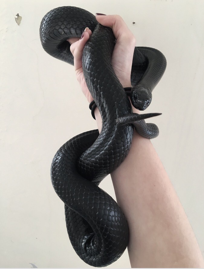 Mexican Black Kingsnake | in Bognor Regis, West Sussex | Gumtree