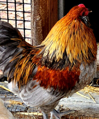 6 NPIP/AI CLEAN Ameraucana Bantam Chicken Hatching Eggs