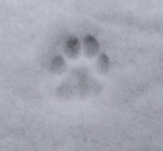 *animals*are*wonderful*