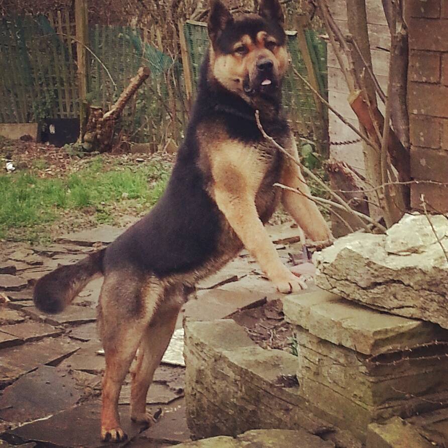 Akita x German Shepherd in Bradford, West Yorkshire Gumtree