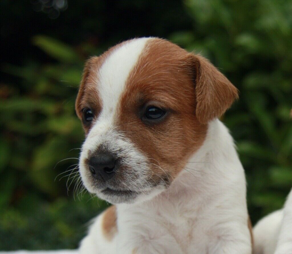 Jack Russell Puppies traditional long legged type in
