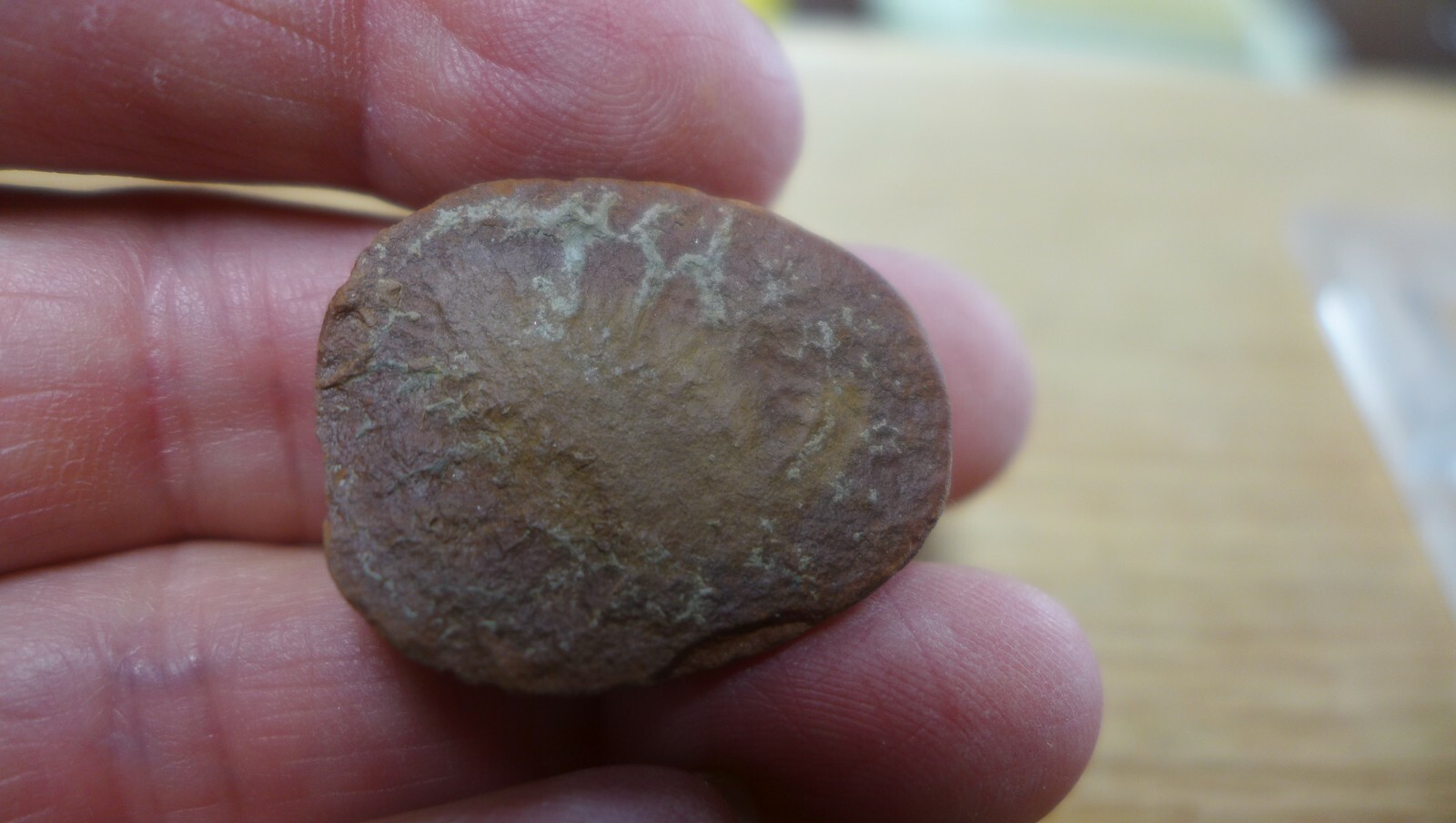 GEOLOGICAL ENTERPRISES Shrimp like Crustacean fossil Propolynoe laccoei Illinois