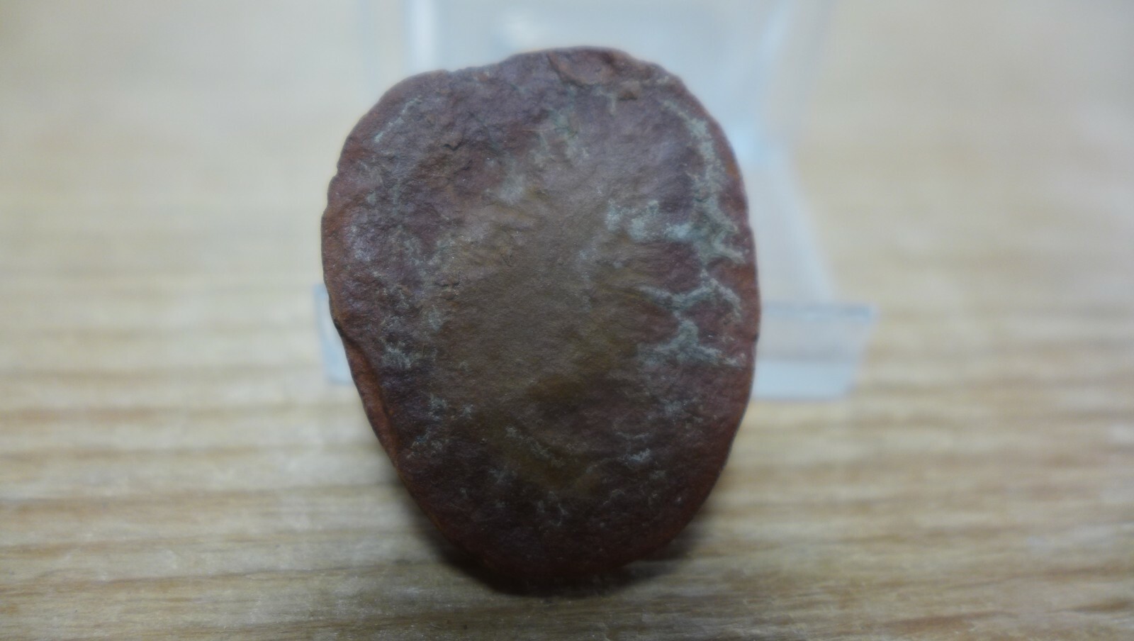 GEOLOGICAL ENTERPRISES Shrimp like Crustacean fossil Propolynoe laccoei Illinois