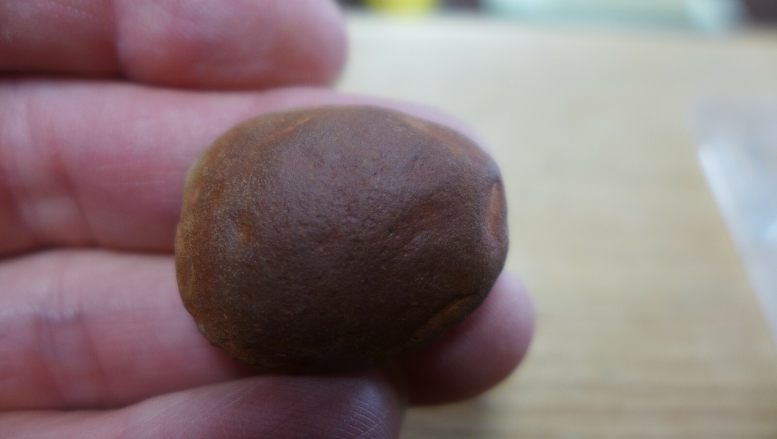 GEOLOGICAL ENTERPRISES Shrimp like Crustacean fossil Propolynoe laccoei Illinois